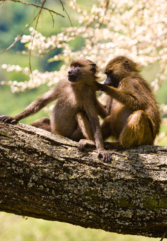 Grooming Olive Baboons